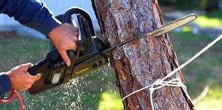 Best Tree Disease Treatment  in Crestline, CA