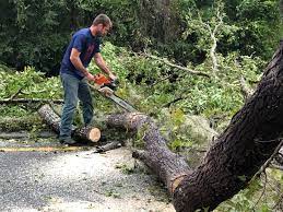 Best Emergency Tree Removal  in Crestline, CA