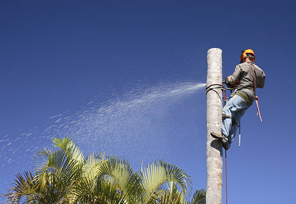 Best Tree Cabling and Bracing  in Crestline, CA