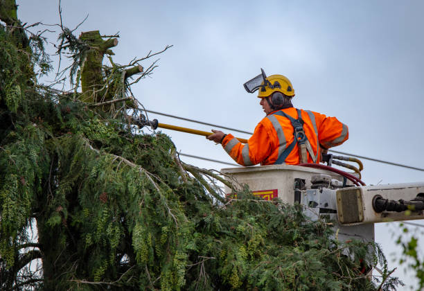 Best Hedge Trimming  in Crestline, CA