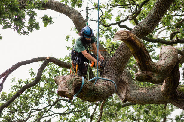 Best Arborist Consultation Services  in Crestline, CA