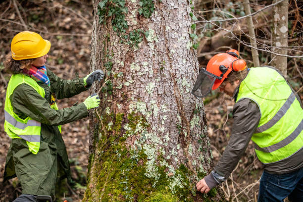 Best Commercial Tree Services  in Crestline, CA