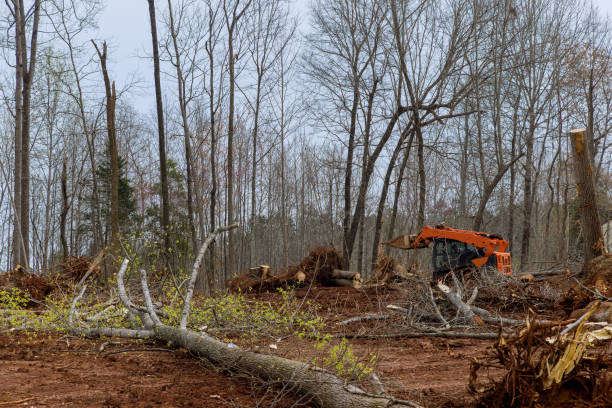 How Our Tree Care Process Works  in  Crestline, CA