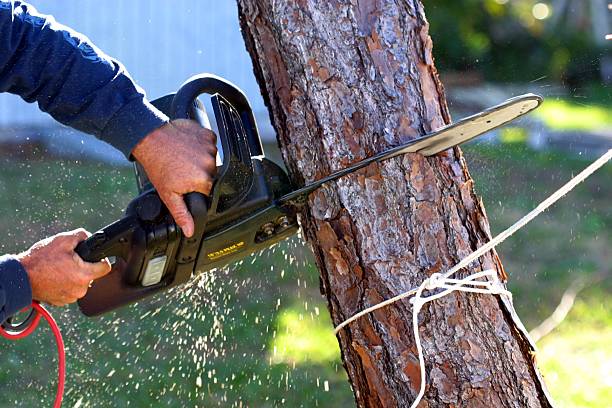 Best Fruit Tree Pruning  in Crestline, CA