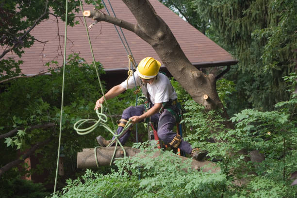  Crestline, CA Tree Care Pros