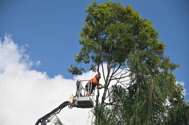 Best Hazardous Tree Removal  in Crestline, CA