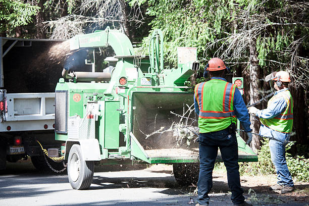 Best Root Management and Removal  in Crestline, CA