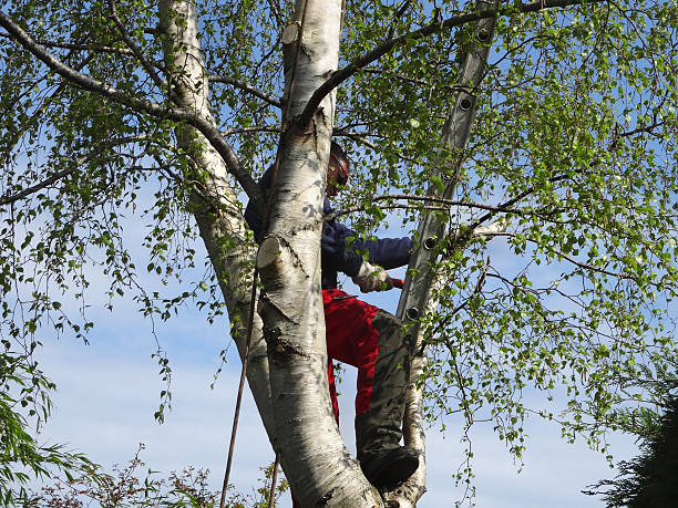 Best Tree Health Inspection  in Crestline, CA