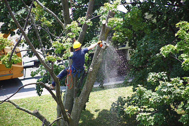 Best Grass Overseeding  in Crestline, CA