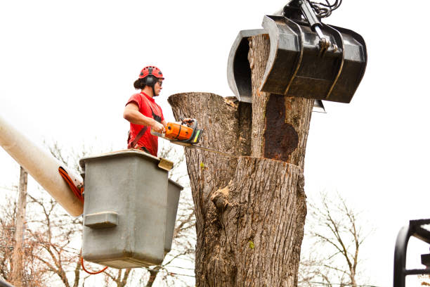 Best Stump Grinding and Removal  in Crestline, CA