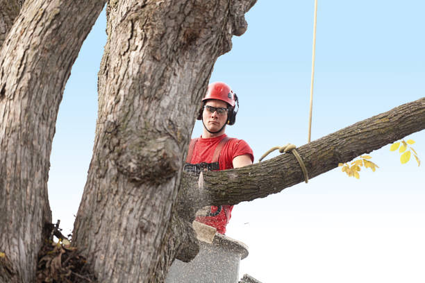 Best Palm Tree Trimming  in Crestline, CA